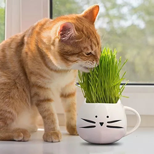 50 Cat Grass Seeds Heirloom Non-GMO Herb Seeds | www.seedsplantworld.com