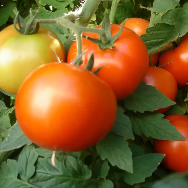 10 Early Girl Tomato Seeds (F1) Non-GMO Vegetable Seeds | www.seedsplantworld.com