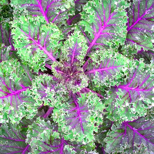 250 Red Russian Kale Seeds Non-GMO Vegetable Seeds | www.seedsplantworld.com