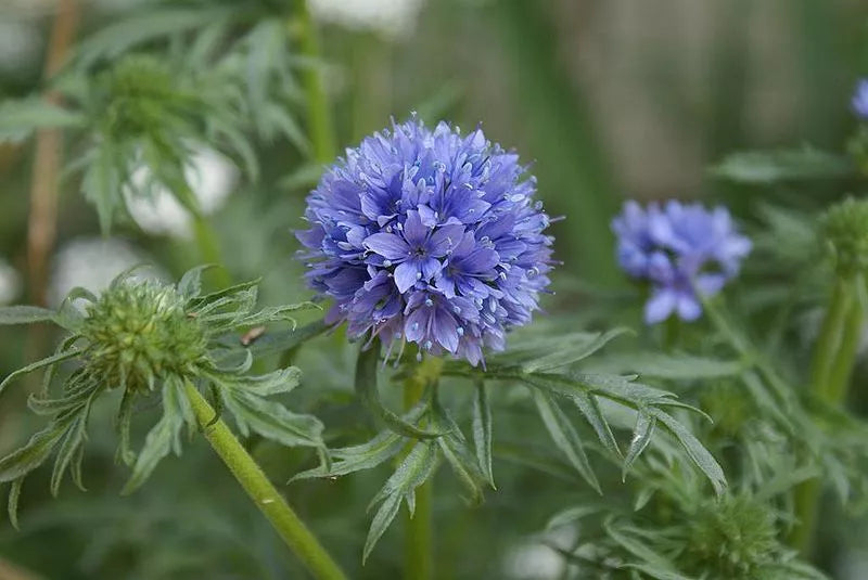 1000 Globe Gilia Drought Tolerant Blue Flower Seeds | www.seedsplantworld.com