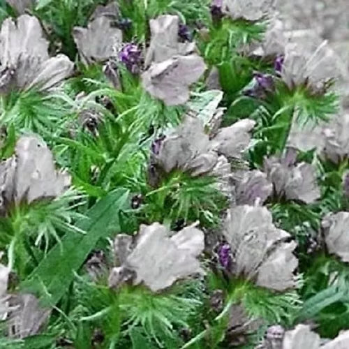 25 White Viper'S Bugloss Echium Plantagineum White Bedder Flower Seeds | www.seedsplantworld.com