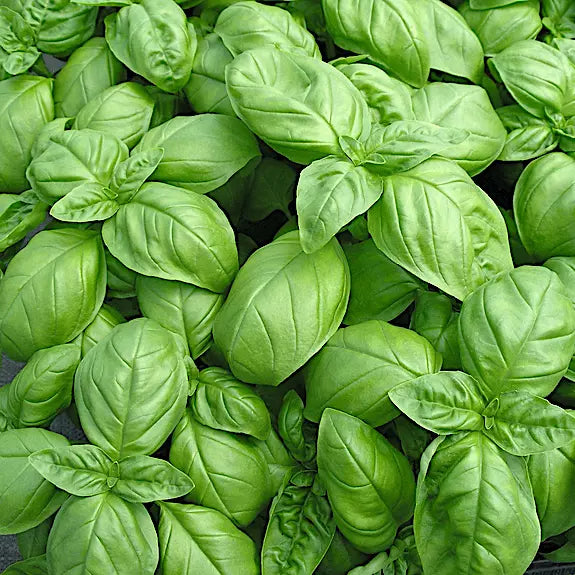 1000 Genovese Basil Seeds Heirloom Non-GMO Herb Seeds | www.seedsplantworld.com