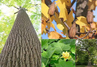 Tulip Tree Qt Pot Live Plant In A 1 Qt. Pot 8-12" Tall