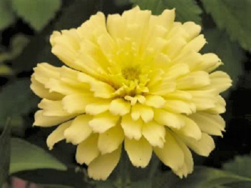 250 Isabellina Zinnia Elegans Pastel Light Yellow Double Heirloom Flower Seeds | www.seedsplantworld.com