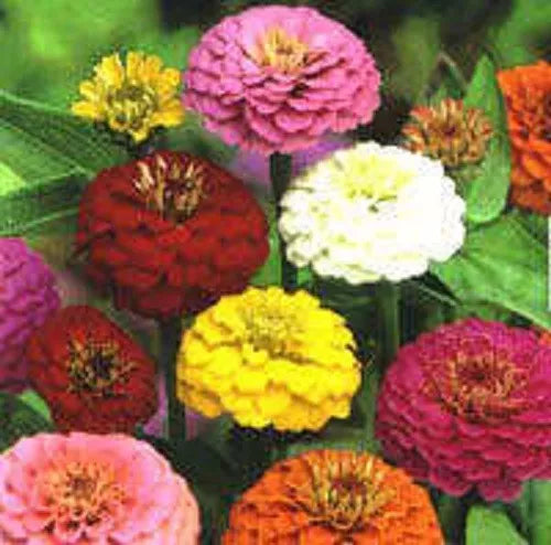 500 Mixed Colors California Giant Zinnia Elegans Flower Seeds | www.seedsplantworld.com