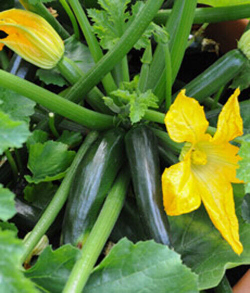 20 Dark Green Zucchini Squash Vegetable Seeds | www.seedsplantworld.com