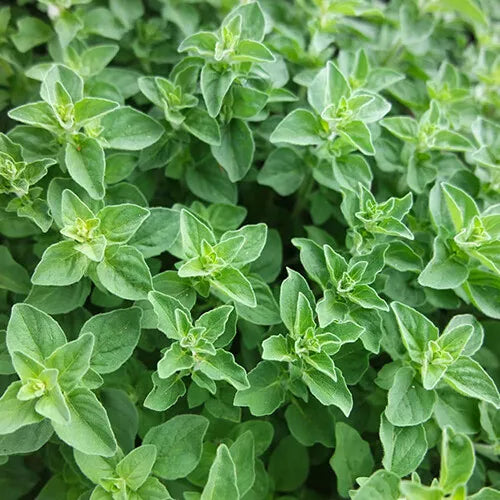 2000 Greek Oregano Seeds Heirloom Non-GMO Herb Seeds | www.seedsplantworld.com