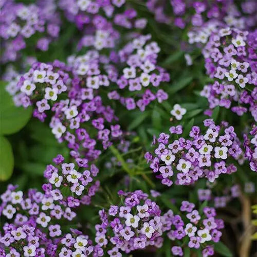 100 Violet Queen Alyssum Seeds Non-GMO Flower Seeds | www.seedsplantworld.com