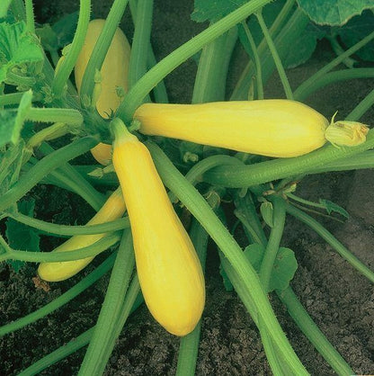 20 Prolific Straightneck Summer Squash Vegetable Seeds | www.seedsplantworld.com