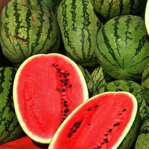 5 Jubilee Improved Watermelon Seeds Non-GMO Fruit Seeds | www.seedsplantworld.com