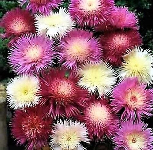 500 Mixed Sweet Sultan Imperialis Mix Amberboa Moschata Centaurea Flower Seeds | www.seedsplantworld.com