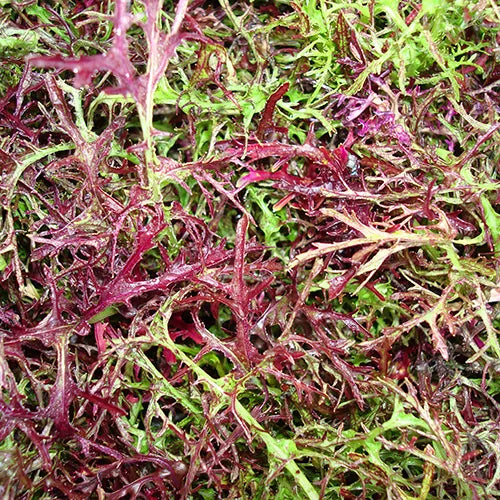 200 Red Streaked Mizuna Mustard Japanese Greens Brassica Juncea Vegetable Seeds | www.seedsplantworld.com