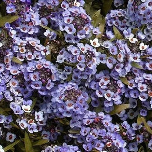 100 Wonderland Blue Alyssum Lobularia Maritima Flower Seeds | www.seedsplantworld.com