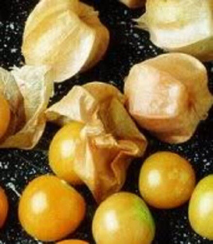 200 Organic Ground Cherry Physalis Pruinosa Golden Strawberry Vegetable Seeds | www.seedsplantworld.com