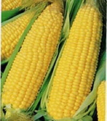 60 Yellow Corn Early 'Xtra Sweet' Zea Mays Vegetable Seeds | www.seedsplantworld.com