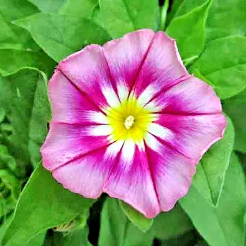 30 Morning Glory Flower Seeds | www.seedsplantworld.com