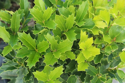 Oak Leaf Holly Live Plant 1 Gallon Pot | www.seedsplantworld.com