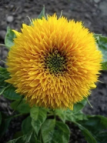 150 Dwarf Teddy Bear Sunflower Helianthus Annuus Flower Seeds | www.seedsplantworld.com