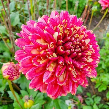 1 Alyshia Powder Puff Dahlia Bulb Tuber Clump A Favorite Of Butterflies Bulbs Plant