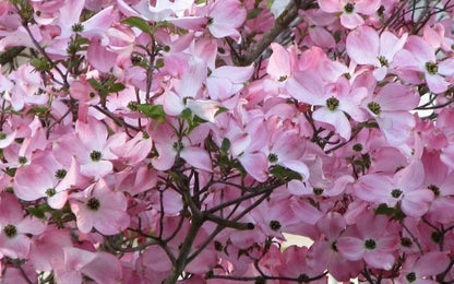 Pink Dogwood Tree Live Plant 10-16" Tall Quart Pot