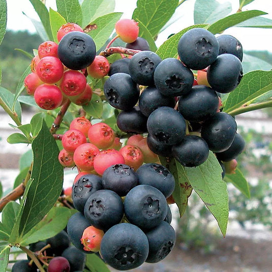 Nocturne Blueberry A Rabbiteye Northern Highbush Hybrid Potted Fruit Plants