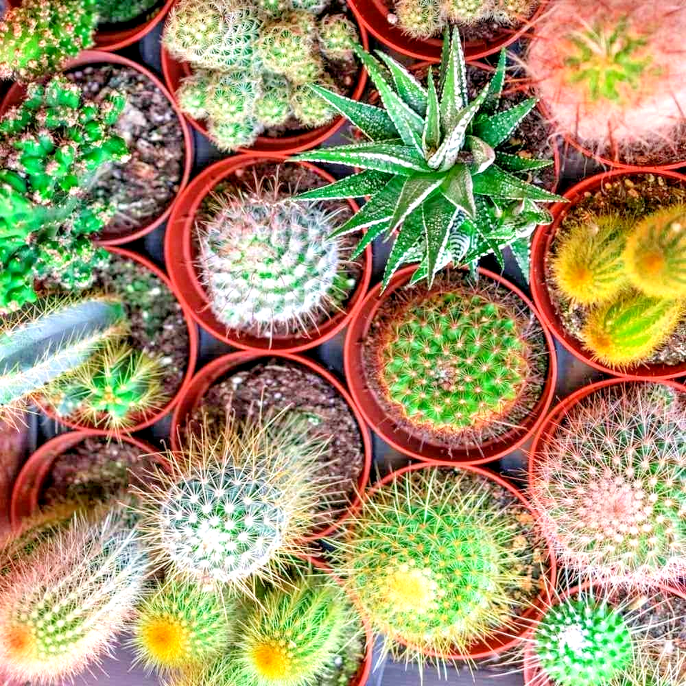 100 Cactus Mix Flower Seeds | www.seedsplantworld.com