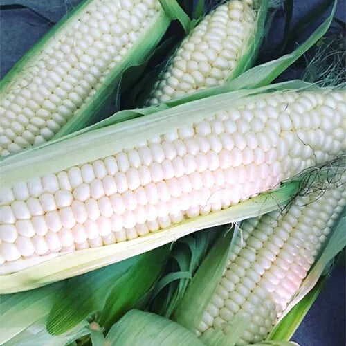 30 Silver Queen Corn Seeds Non-GMO Vegetable Seeds | www.seedsplantworld.com