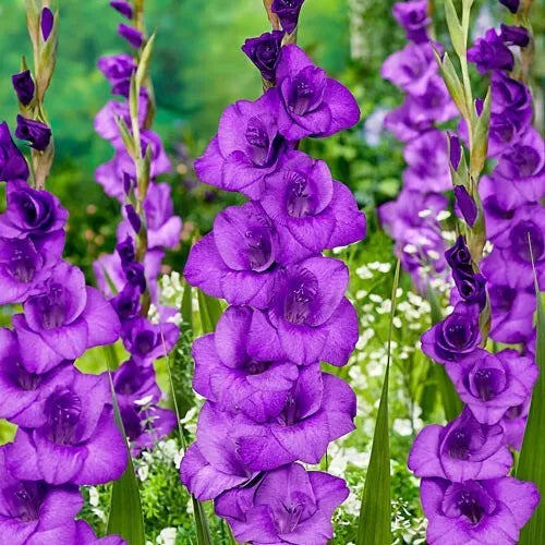 6 Donau Gladiolus Flower Bulbs Lush Blooms 4' Tall Planting Zones 3 10 Bulbs Plant | www.seedsplantworld.com