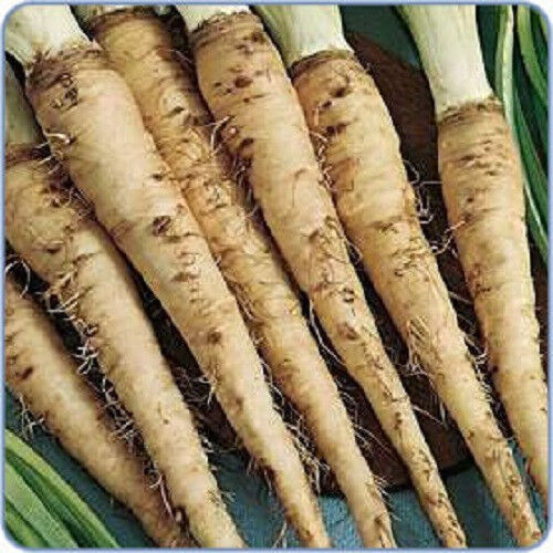 50 Mammoth Sandwich Island Salsify Vegetable Oyster Flower Seeds | www.seedsplantworld.com