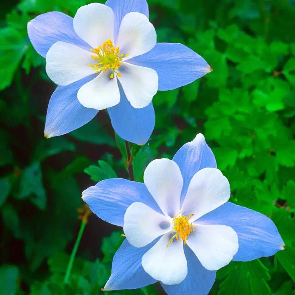 50 Blue Star Columbine Seeds Non-GMO Flower Seeds | www.seedsplantworld.com