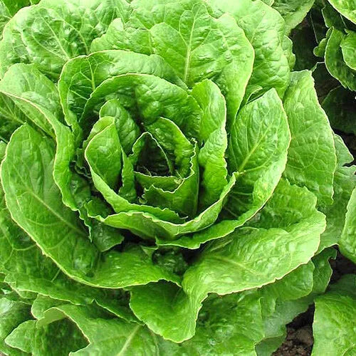 500 Buttercrunch Lettuce Seeds Heirloom Non-GMO Vegetable Seeds | www.seedsplantworld.com