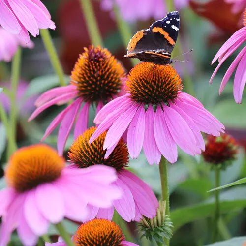 200 Purple Coneflower Seeds Non-GMO Flower Seeds | www.seedsplantworld.com