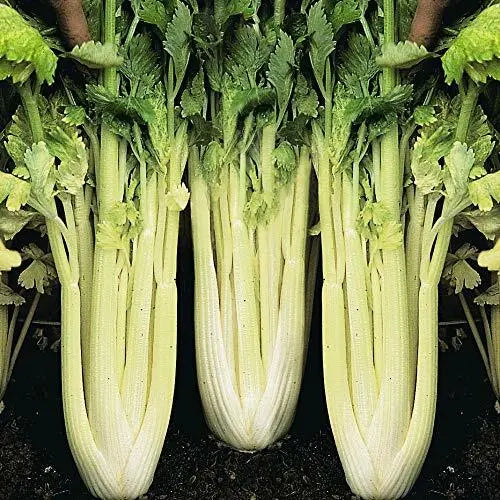 500 Golden Pascal Celery Seeds Non-GMO Vegetable Seeds | www.seedsplantworld.com