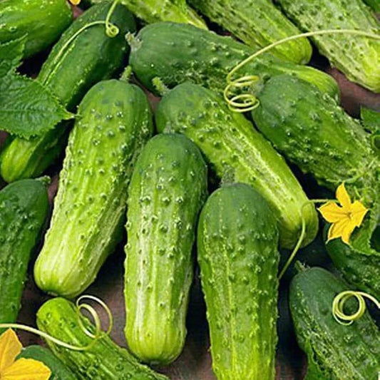 50 Boston Pickling Cucumber Seeds Non-GMO Vegetable Seeds | www.seedsplantworld.com