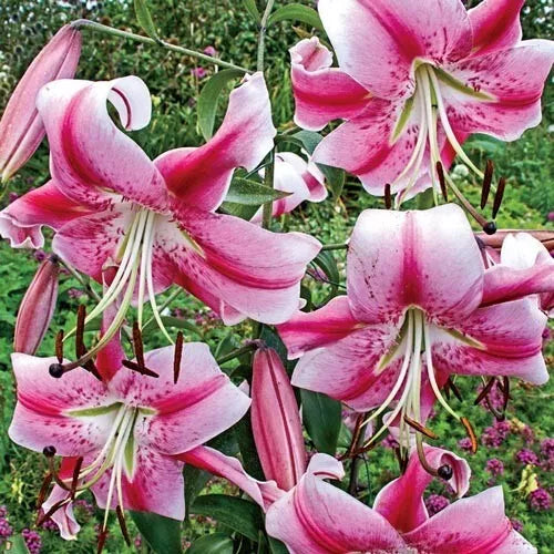 1 Anastasia Giant Orienpet Lily Flower Bulbs Perennial Spring Shipping Bulbs Plant