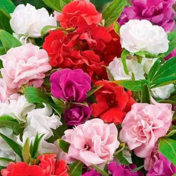 50 Camelia Flowered Mix Impatiens Seeds Non-GMO Flower Seeds | www.seedsplantworld.com