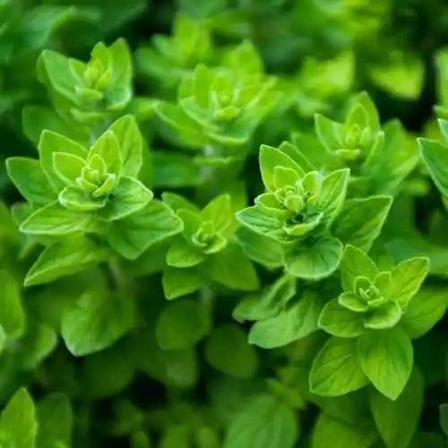 300 Common Oregano Seeds Heirloom Non-GMO Herb Seeds | www.seedsplantworld.com