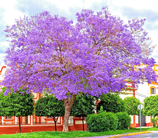 80 Blue Jacaranda Mimosifolia Tree Seeds | www.seedsplantworld.com