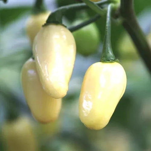 20 White Habanero Pepper Seeds Non-GMO Vegetable Seeds | www.seedsplantworld.com