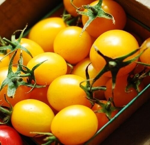 150 Plum Yellow Tomato Lycopersicon Heirloom Indeterminate Fruit Vegetable Seeds | www.seedsplantworld.com