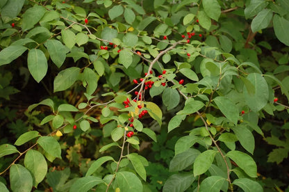 Spice Bush Pond Berry (Lindera Benzoin ) Live Plant In A 4" Quart Pot 10-14" In Height