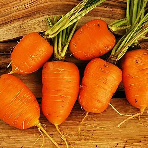 200 Oxheart Carrot Seeds Non-GMO Vegetable Seeds | www.seedsplantworld.com