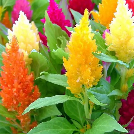 50 Pampas Plume Mix Celosia Seeds Non-GMO Flower Seeds | www.seedsplantworld.com