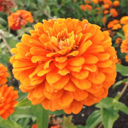 50 Orange King Zinnia Seeds Non-GMO Flower Seeds | www.seedsplantworld.com