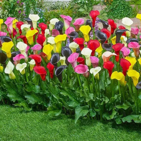 4 Calla Lily Mixture Live Flower Plant Bulbs Add Some Tropical Garden Flair Bulbs Plant | www.seedsplantworld.com