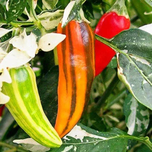 10 Fish Pepper Seeds Non-GMO Vegetable Seeds | www.seedsplantworld.com