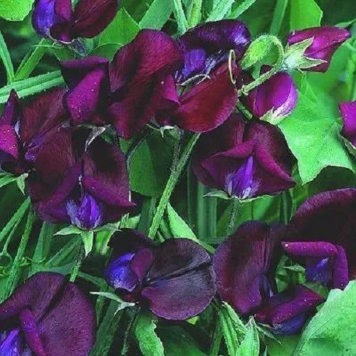 10 Black Knight Sweet Pea Lathyrus Odoratus Vine Flower Seeds | www.seedsplantworld.com