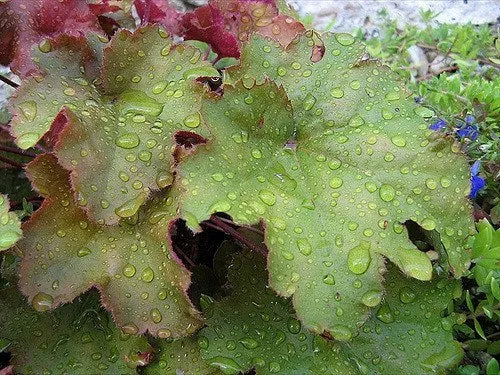 1200 Coral Bells Prairie Alumroot Heuchera Richardsonii Shade Flower Seeds | www.seedsplantworld.com