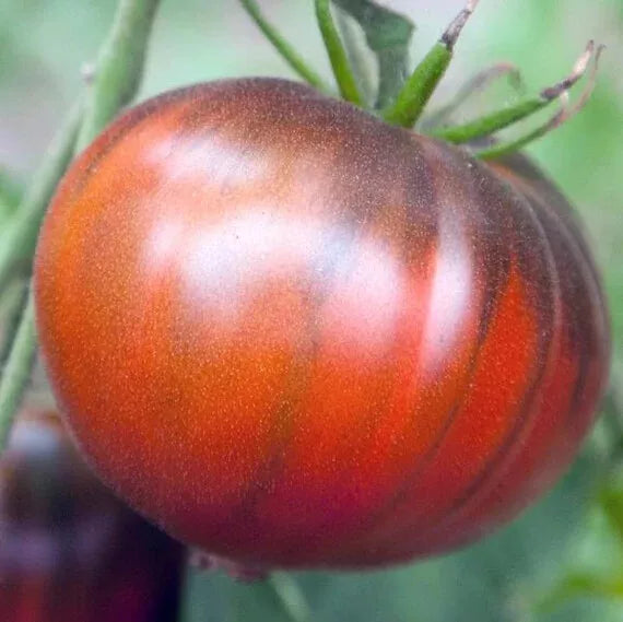 15 Black Sea Man Tomato Seeds Non-GMO Vegetable Seeds | www.seedsplantworld.com