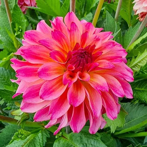 1 Belfloor Decorative Dahlia Bulb Tuber Clump Lots Of Bold Colors Bulbs Plant